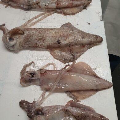 Squid Whole