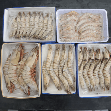 Tiger Prawn Raw Head On 1kg FROZEN