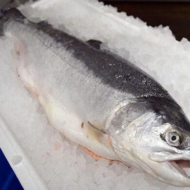 Sea Reared Trout Whole