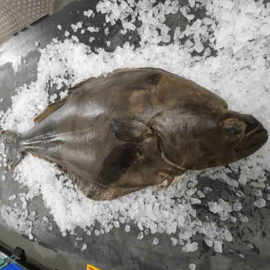 Halibut Whole Head On Farmed