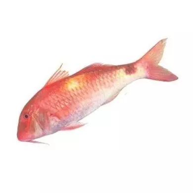 Red Mullet Exotic