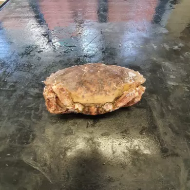 Crabs Whole Raw Bodies FROZEN