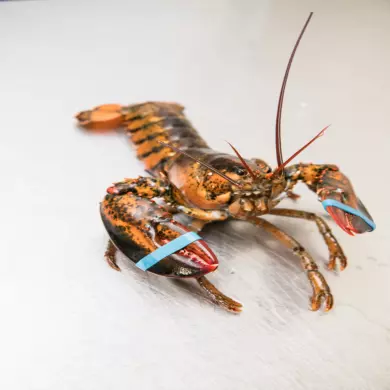 Lobster Import/Native Live