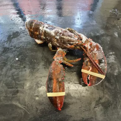 Lobster Whole Raw Bodies FROZEN
