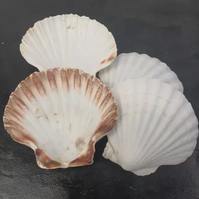 Scallop Shells Empty 10-13cm EACH